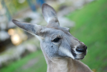 Portrait of a kangaroo, kangaroo close up