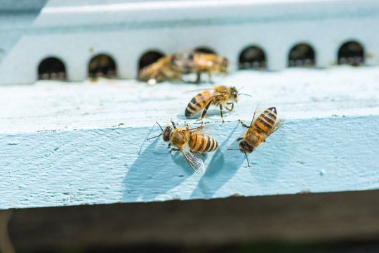 Honey bees swarming and flying around their beehive.