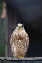 Small Falcon  perched on a stump