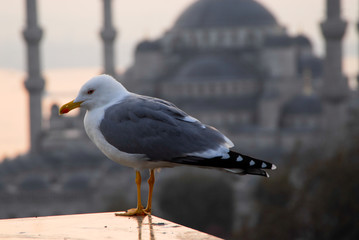 seagull