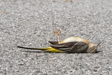 Dead yellow wagtail bird, probably killed by flying into glass.
