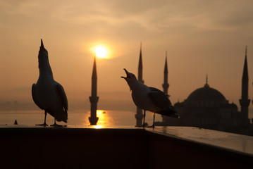blue mosque scream seagull