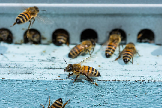 Honey bees swarming and flying around their beehive.