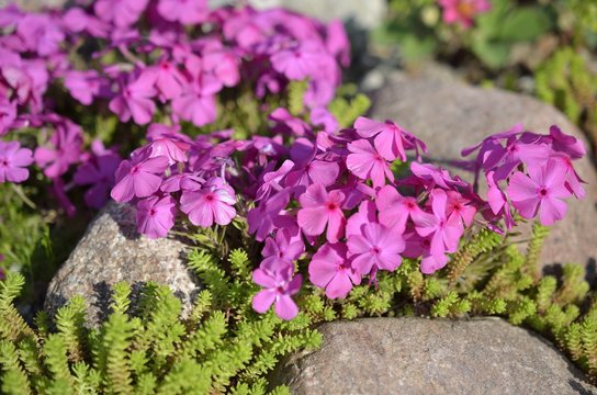 Floks szydlasty i rozchodnik