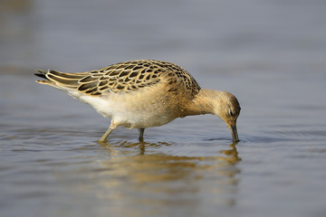 Ruff Philomachus pugnax in summer plumage wading, natural blue water background