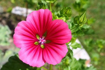 Obraz premium A bright pink flower. A plant, nature.