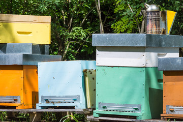 Apiary in the woods.