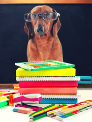 Dachshund in glasses isolated on white.
