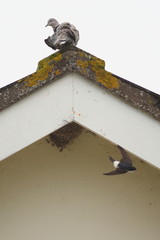 Pigeon on the top of the roof watching house martin in flight