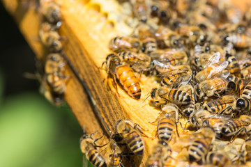 The queen bee swarm - close up.