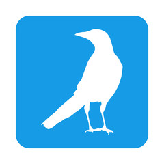 Icono plano cuervo en cuadrado azul