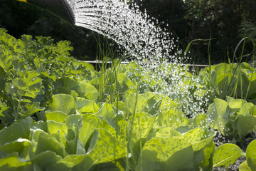 Sprinkled with a sprinkle of vegetable garden