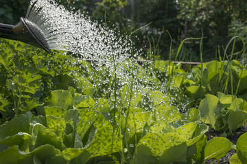 Watering a vegetable bed © Vera Kuttelvaserova