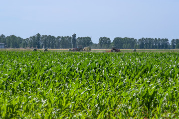 Fototapeta premium attività agricola