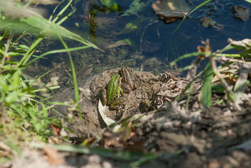 Rane nel loro habitat