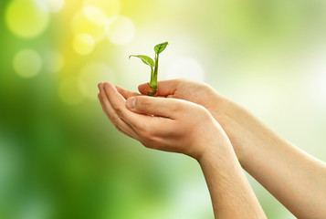 Green sprout plants in the hands of a young man on green background