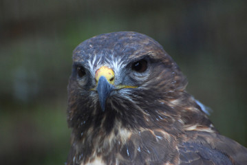 Bird of prey, Common buzzard, Buteo Buteo. Head of small falcon