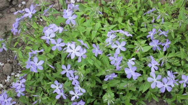 Flower matthiola/Flower mattiola flower plant in the garden grows