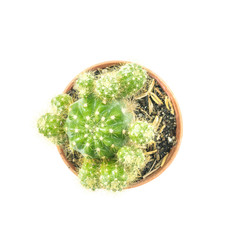 Closeup fresh green cactus in brown plastic pot for decorate isolated on white background in top view