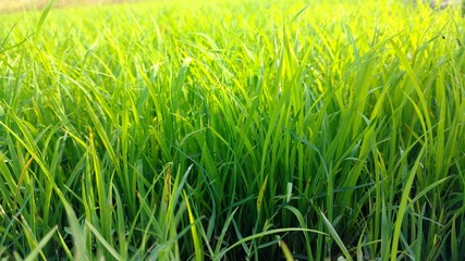 green,grass,nature,beautifull,amazing