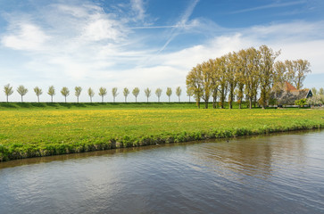 Dike with a row of trees and farmhouse in the Beemster Polder