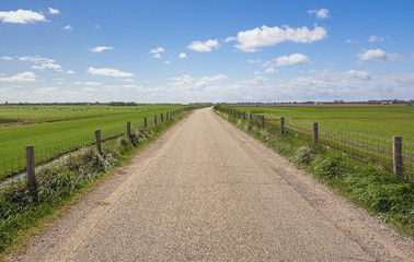 One hundred percent Dutch, grazing cows beside the blooming tulip fields in the polder.