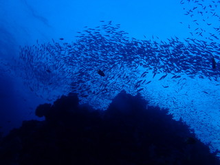 Fototapeta na wymiar インド洋の海中風景