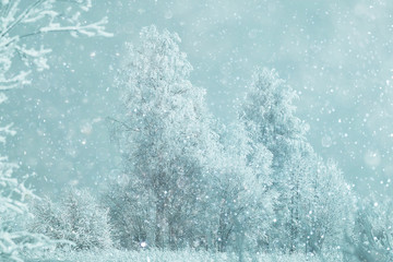 snowy winter landscape in the Christmas forest