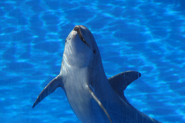 TIERE_2267_Delphin © Stephan von Mikusch