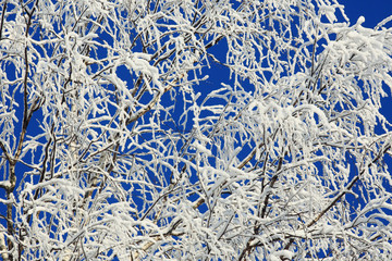 winter texture frost branches leaves background