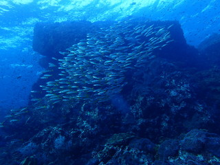 Fototapeta na wymiar 海中の四角い岩と魚の群れ
