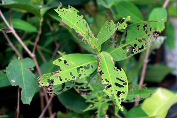 Torn green leaf