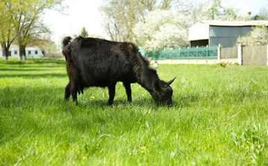 Black goat on pasture