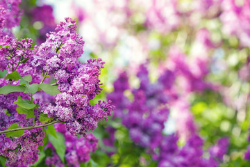 Beautiful lilac bloom on blurred natural background