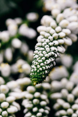 Stem with tiny white flower buds