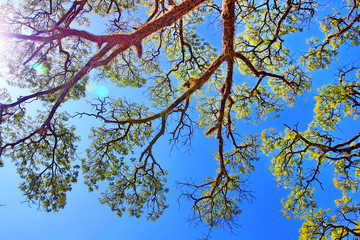 big tree with fresh green leaves on branch on blue sky