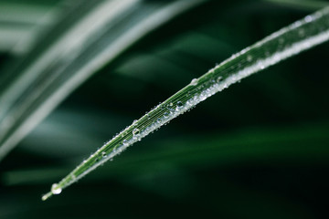 Obraz premium Early dew on the stem of a grass