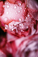 Pink roses covered with drops of water