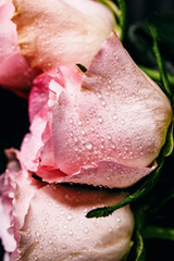 Obraz premium Pink roses covered with drops of water