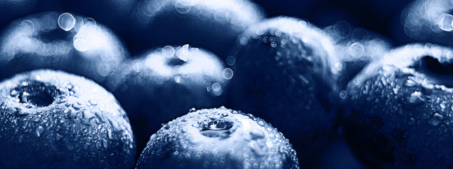 background berries blueberries  panorama