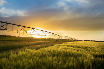 Irrigation system n wheat field