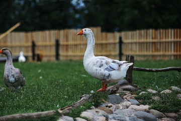 Geese and sheep on a farm