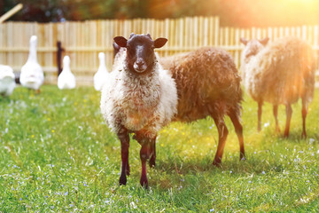 Geese and sheep on a farm