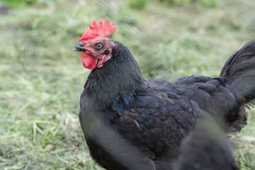 Head and neck of a hen house with black feathers.