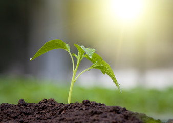 Sprout in soil