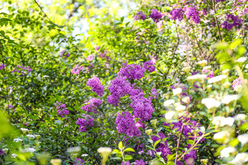 Obraz premium Blooming lilac branches on sunny day