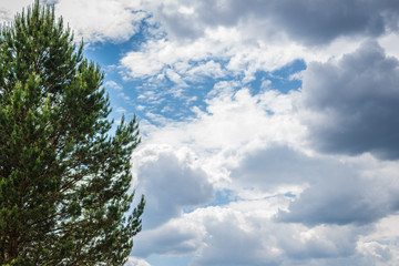 Fototapeta premium Background, big, beautiful pine on a background of the sky and clouds, on the whole frame. Horizontal frame