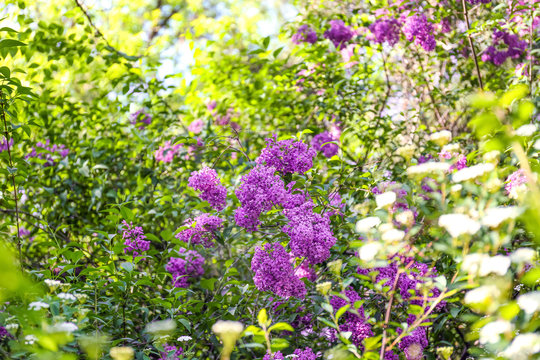 Blooming lilac branches on sunny day