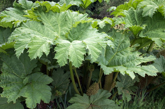 Gunnera Manicata or Chilean Rhubarb is a large leaf plant usually found in waterside areas of lakes and ponds