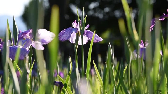  Iris flower garden
